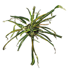 Load image into Gallery viewer, Croton, 6in, Zanzibar