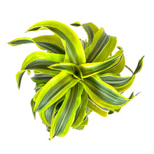 Load image into Gallery viewer, Dracaena, 6in, Lemon Surprise - Floral Acres Greenhouse & Garden Centre