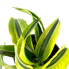 Load image into Gallery viewer, Dracaena, 6in, Lemon Surprise - Floral Acres Greenhouse & Garden Centre