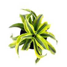 Load image into Gallery viewer, Dracaena, 6in, Lemon Surprise - Floral Acres Greenhouse & Garden Centre