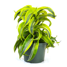 Load image into Gallery viewer, Dracaena, 6in, Lemon Surprise - Floral Acres Greenhouse & Garden Centre