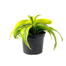 Load image into Gallery viewer, Dracaena, 6in, Lemon Surprise - Floral Acres Greenhouse & Garden Centre