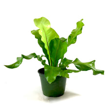 Load image into Gallery viewer, Fern, 6in, Bird's Nest Osaka - Floral Acres Greenhouse & Garden Centre