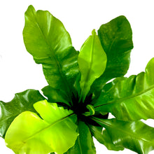 Load image into Gallery viewer, Fern, 6in, Bird's Nest Osaka - Floral Acres Greenhouse & Garden Centre