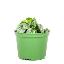 Load image into Gallery viewer, Peperomia, 6in, Silver Frost - Floral Acres Greenhouse & Garden Centre