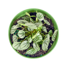 Load image into Gallery viewer, Peperomia, 6in, Silver Frost - Floral Acres Greenhouse & Garden Centre