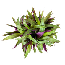 Load image into Gallery viewer, Tradescantia, 6in, Oyster - Floral Acres Greenhouse & Garden Centre