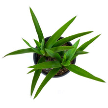 Load image into Gallery viewer, Yucca, 6in, Tips - Floral Acres Greenhouse & Garden Centre