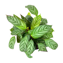 Load image into Gallery viewer, Calathea, 8in, Setosa - Floral Acres Greenhouse & Garden Centre