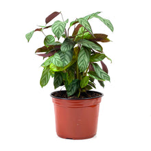 Load image into Gallery viewer, Calathea, 8in, Setosa - Floral Acres Greenhouse & Garden Centre