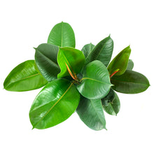 Load image into Gallery viewer, Ficus, 8in, Robusta - Floral Acres Greenhouse & Garden Centre