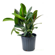 Load image into Gallery viewer, Ficus, 8in, Robusta - Floral Acres Greenhouse & Garden Centre