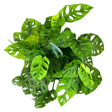 Load image into Gallery viewer, Monstera, 8in HB, Adansonii Swiss Cheese - Floral Acres Greenhouse & Garden Centre