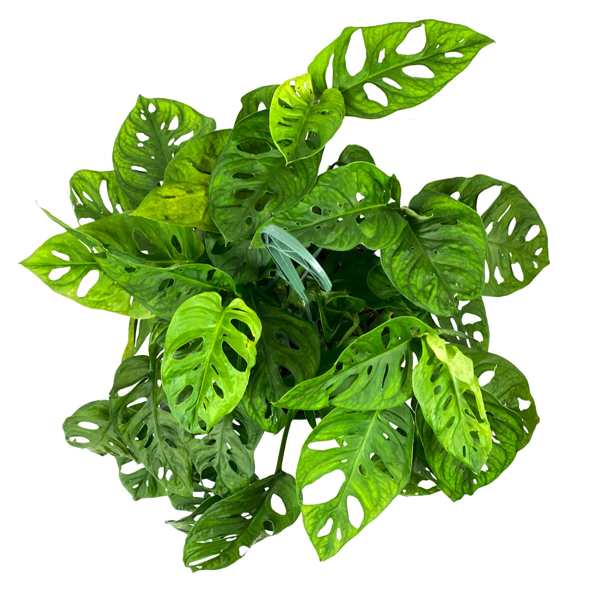 Monstera, 8in HB, Adansonii Swiss Cheese – Floral Acres Greenhouse