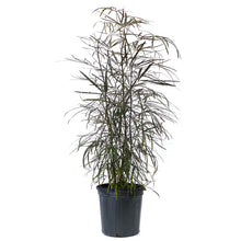 Load image into Gallery viewer, Aralia, 8in, Falsa - Floral Acres Greenhouse & Garden Centre