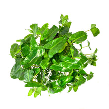 Load image into Gallery viewer, Philodendron, 10in, Burle Marx