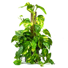 Load image into Gallery viewer, Pothos, 10in Golden Totem - Floral Acres Greenhouse & Garden Centre