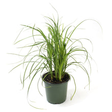 Load image into Gallery viewer, Palm, 4in, Ponytail - Floral Acres Greenhouse & Garden Centre