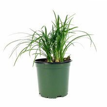 Load image into Gallery viewer, Palm, 4in, Ponytail - Floral Acres Greenhouse & Garden Centre