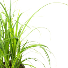 Load image into Gallery viewer, Palm, 4in, Ponytail - Floral Acres Greenhouse & Garden Centre