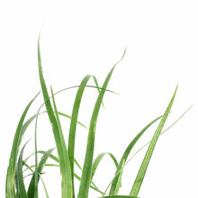 Load image into Gallery viewer, Palm, 4in, Ponytail - Floral Acres Greenhouse & Garden Centre