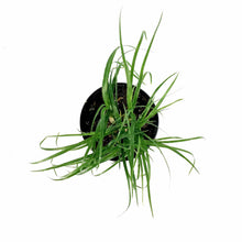 Load image into Gallery viewer, Palm, 4in, Ponytail - Floral Acres Greenhouse & Garden Centre