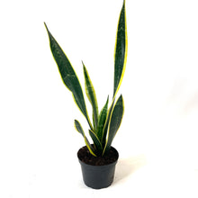 Load image into Gallery viewer, Sansevieria, 6in, Black Gold - Floral Acres Greenhouse & Garden Centre