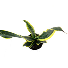 Load image into Gallery viewer, Sansevieria, 6in, Black Gold - Floral Acres Greenhouse & Garden Centre