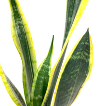 Load image into Gallery viewer, Sansevieria, 6in, Black Gold - Floral Acres Greenhouse & Garden Centre