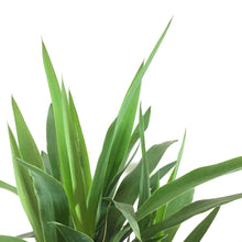 Load image into Gallery viewer, Yucca, 8in, Cane - Floral Acres Greenhouse & Garden Centre