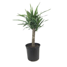 Load image into Gallery viewer, Yucca, 8in, Cane - Floral Acres Greenhouse & Garden Centre
