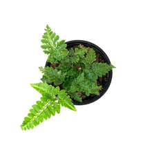 Load image into Gallery viewer, Fern, 4in, East Indian Holly