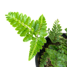 Load image into Gallery viewer, Fern, 4in, East Indian Holly