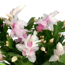 Load image into Gallery viewer, Zygo Cactus, 4in, Schlumbergera Truncata