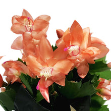 Load image into Gallery viewer, Zygo Cactus, 4in, Schlumbergera Truncata