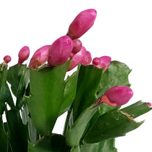 Load image into Gallery viewer, Zygo Cactus, 4in, Schlumbergera Truncata