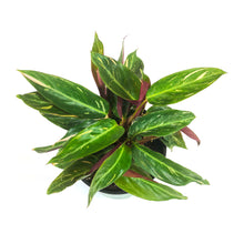 Load image into Gallery viewer, Stromanthe, 6in, Magic Star - Floral Acres Greenhouse & Garden Centre