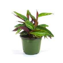 Load image into Gallery viewer, Stromanthe, 6in, Magic Star - Floral Acres Greenhouse & Garden Centre