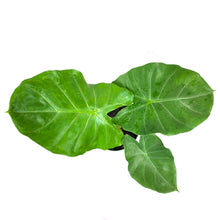 Load image into Gallery viewer, Alocasia, 8in, Kuching Mask - Floral Acres Greenhouse & Garden Centre