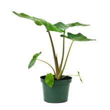 Load image into Gallery viewer, Alocasia, 8in, Kuching Mask - Floral Acres Greenhouse & Garden Centre