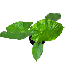 Load image into Gallery viewer, Alocasia, 8in, Dark Star - Floral Acres Greenhouse & Garden Centre
