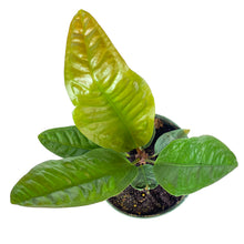 Load image into Gallery viewer, Anthurium, 6in, Superbum - Floral Acres Greenhouse & Garden Centre