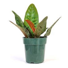 Load image into Gallery viewer, Anthurium, 6in, Superbum - Floral Acres Greenhouse & Garden Centre