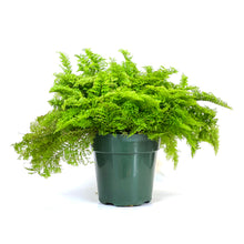 Load image into Gallery viewer, Fern, 6in, Cotton Candy - Floral Acres Greenhouse & Garden Centre