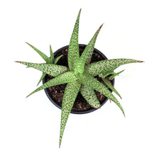 Load image into Gallery viewer, Aloe Vera, 6in, White Beauty - Floral Acres Greenhouse & Garden Centre