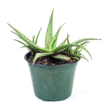Load image into Gallery viewer, Aloe Vera, 6in, White Beauty - Floral Acres Greenhouse & Garden Centre