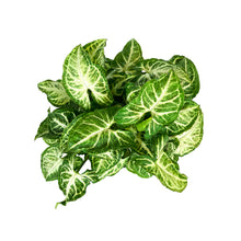 Load image into Gallery viewer, Syngonium, 6in, Glo Go - Floral Acres Greenhouse & Garden Centre