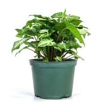 Load image into Gallery viewer, Syngonium, 6in, Glo Go - Floral Acres Greenhouse & Garden Centre