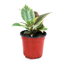 Load image into Gallery viewer, Ficus, 4in, Tineke - Floral Acres Greenhouse & Garden Centre