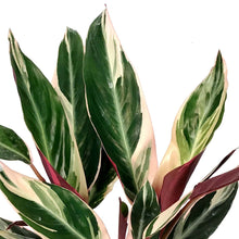 Load image into Gallery viewer, Stromanthe, 6in, Triostar